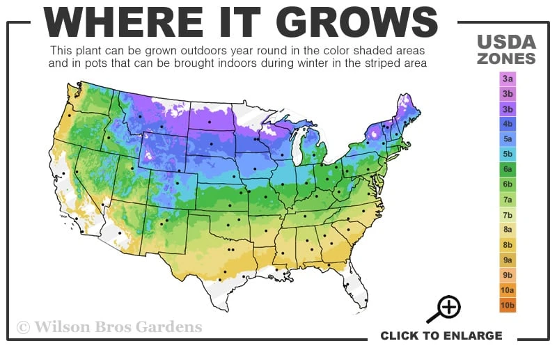 Marie's White Dwarf Hinoki Cypress - Chamaecyparis Obtusa 'Mariesii - 5 Gallon Pot - Image 3