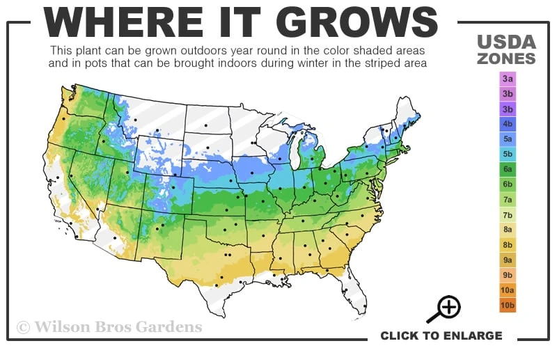 Hilda Niblett Azalea - 1 Gallon Pot - Image 3