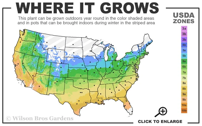 Little Missy Dwarf Boxwood - 3 Gallon Pot - Image 3