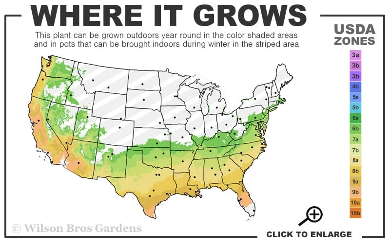 Astronaut Azalea - 2.5 Quart Pot - Image 3