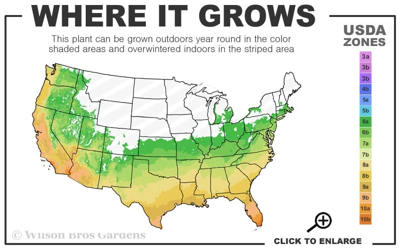 Escatawpa Florida Flame Native Azalea (Rhododendron Austrinum) - 3 Gallon Pot - Image 3