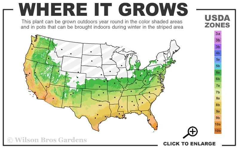 Humilis Hedge Bamboo - Phyllostachys Humilis - 3 Gallon Pot - Image 3