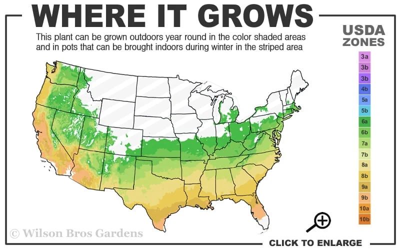 Congo Purple Azalea - 3 Gallon Pot - Image 3