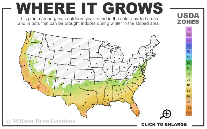 Creek Black Muscadine Grape Vine - 1 Gallon Pot - Image 3