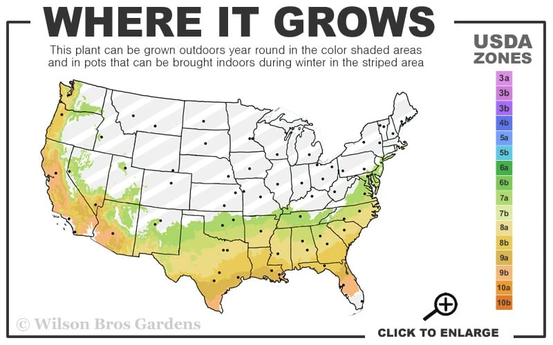 R. L. Wheeler Camellia Japonica - 7 Gallon Pot (3-4') - Image 3