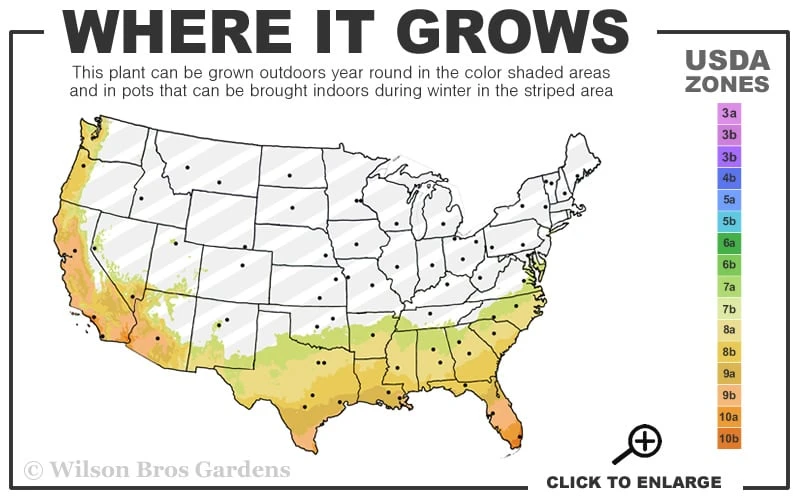 Arbequina Olive Tree - 7 Gallon Pot (3-4') - Image 3