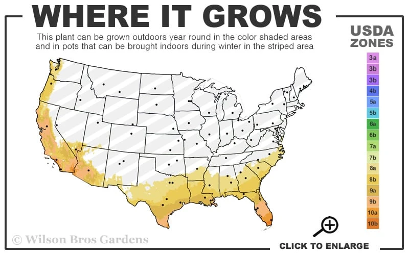 Biloxi Southern Highbush Blueberry - 1 Gallon Pot - Image 3