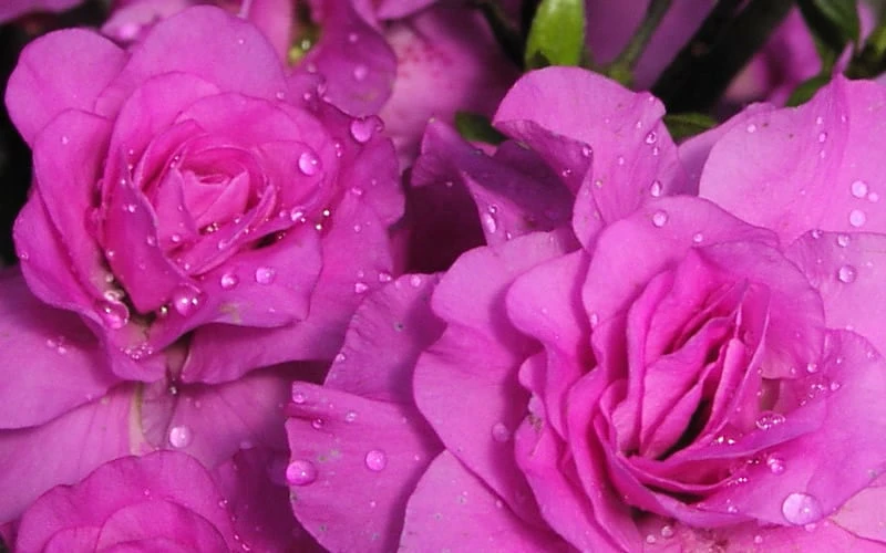 Amelia Rose Azalea - 3 Gallon Pot - Image 5