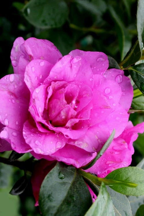 Amelia Rose Azalea - 3 Gallon Pot - Image 4