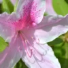 George L. Taber Southern Indica Azalea - 1 Gallon Pot
