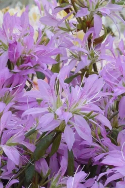 Koromo Shikibu Purple Spider Azalea - 6 Pack Of 1 Gallon Pots