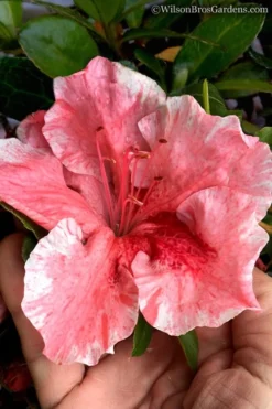 Tama No Hada Azalea - 1 Gallon Pot