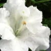 Gumpo White Dwarf Azalea - 1 Gallon Pot