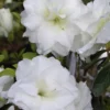 White Rosebud Azalea - 6 Pack Of 1 Gallon Pots