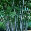 Baby Blue Bamboo - Bambusa Chungii 'Barbelatta' - 2 Gallon Pot