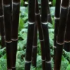 Black Bamboo - Phyllostachys Nigra - 3 Gallon Pot (Multi-Cane: 2 To 4' Tall)