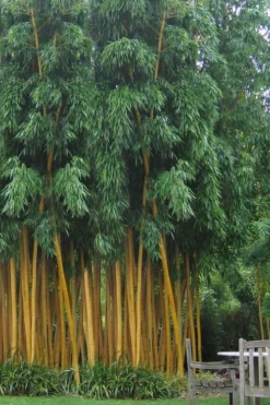 Gold Vivax Giant Timber Bamboo (Green Stripe Bamboo) - Phyllostachys Vivax 'Aureocaulis' - 3 Gallon Pot (2-4')