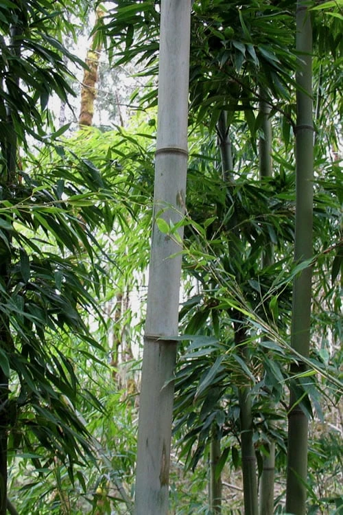 Henon Giant Gray Bamboo - Phyllostachys Nigra 'Henon' - 3 Gallon Pot (3-4') - Image 7
