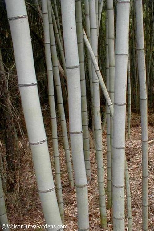 Henon Giant Gray Bamboo - Phyllostachys Nigra 'Henon' - 3 Gallon Pot (3-4') - Image 4