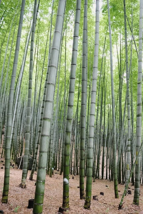 Henon Giant Gray Bamboo - Phyllostachys Nigra 'Henon' - 3 Gallon Pot (3-4') - Image 6