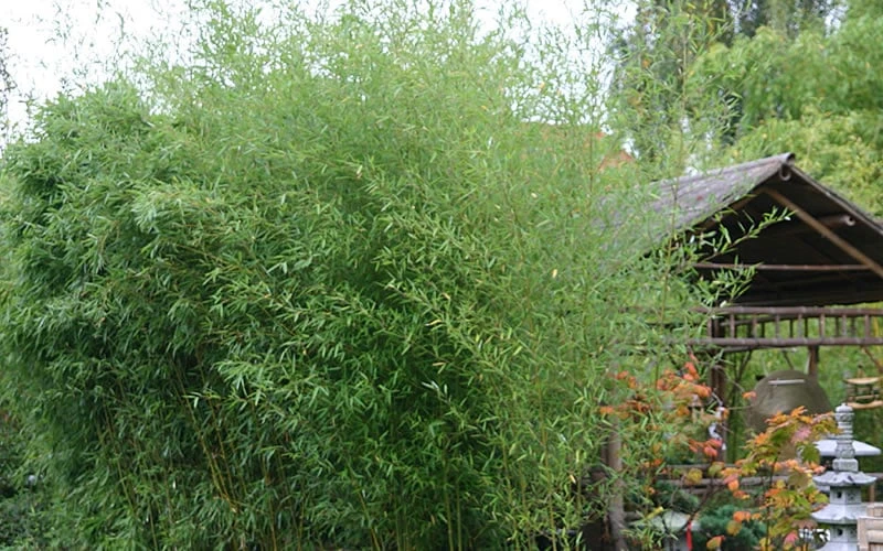 Humilis Hedge Bamboo - Phyllostachys Humilis - 3 Gallon Pot - Image 4