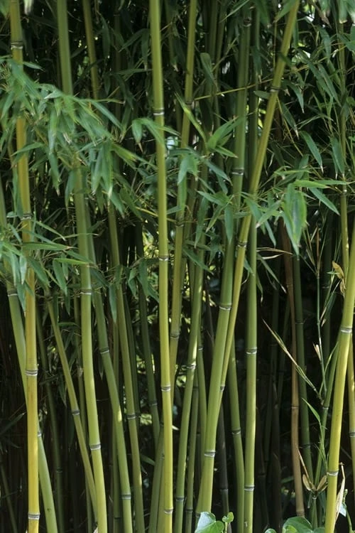 Humilis Hedge Bamboo - Phyllostachys Humilis - 2 Gallon Pot - Image 8