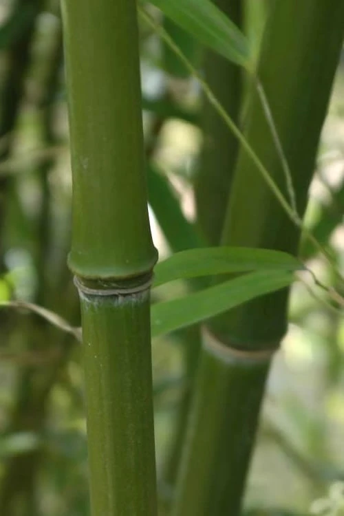 Humilis Hedge Bamboo - Phyllostachys Humilis - 2 Gallon Pot - Image 6