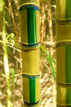 Koi Golden Bamboo (Phyllostachys Aurea 'Koi') - 3 Gallon Pot (4-6'+)