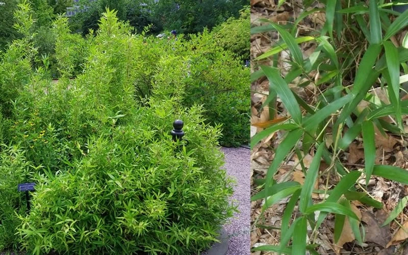 Macon Rivercane Bamboo - Arundinaria Gigantea 'Macon' - 3 Gallon Pot - Image 4