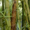 Madake Giant Japanese Timber Bamboo (Phyllostachys Bambusoides) - 2 Gallon Pot