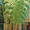 Robert Young Golden Bamboo - Phyllostachys Viridis 'Robert Young' - 3 Gallon Pot (2-4')