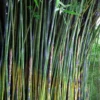 Giant Weavers Royal Bamboo (Wong Chuk) - Bambusa Textilis 'Kanapaha' - 3 Gallon Pot