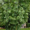 Seabreeze Bamboo - Bambusa Malingensis - 2 Gallon Pot