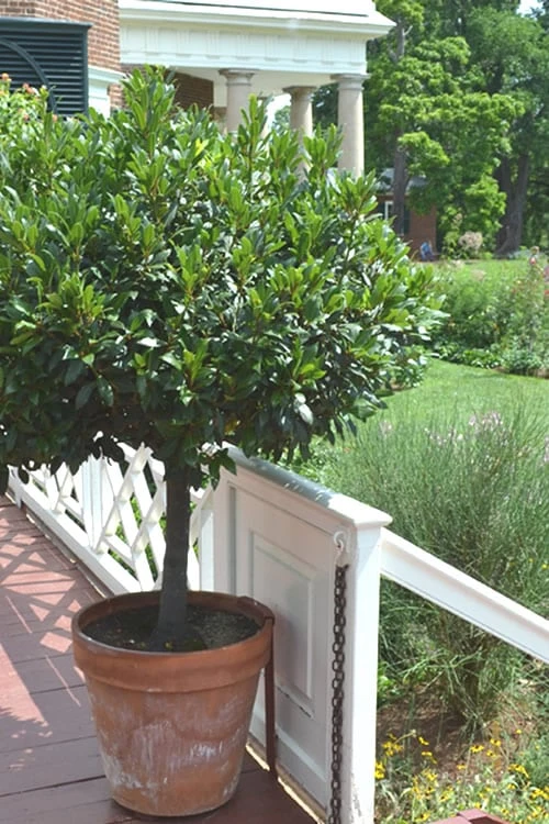 Bay Laurel (Sweet Bay) - Laurus Nobilis - 2 Gallon Pot - Image 8