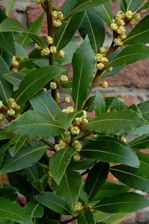 Bay Laurel (Sweet Bay) - Laurus Nobilis - 2 Gallon Pot - Image 7