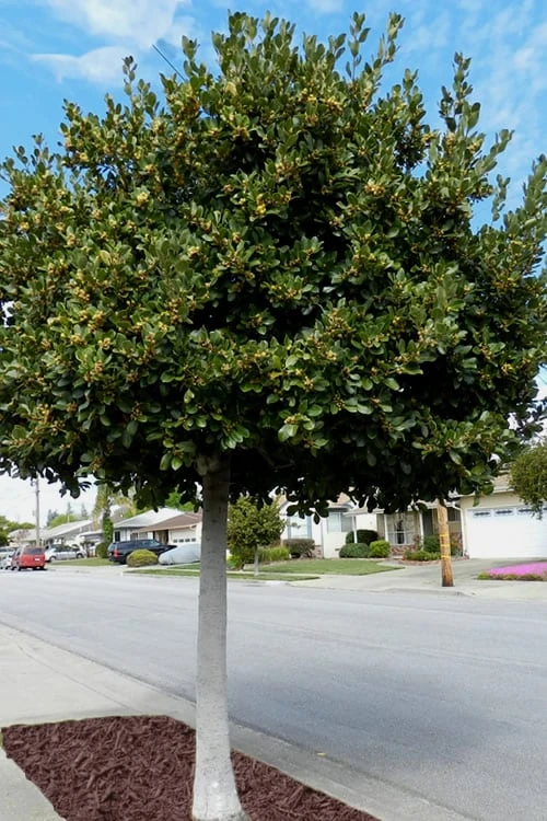 Bay Laurel (Sweet Bay) - Laurus Nobilis - 2 Gallon Pot - Image 5