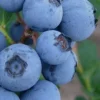 Alice Blue Rabbiteye Blueberry - 1 Gallon Pot