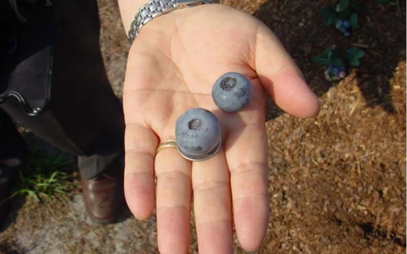 Titan Blueberry - 3 Gallon Pot - Image 5