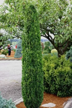 Graham Blandy Columnar Boxwood - 6 Pack Of 1 Gallon Pots
