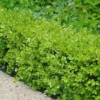 Japanese Boxwood - Buxus Microphylla - 6 Pack Of 1 Gallon Pots