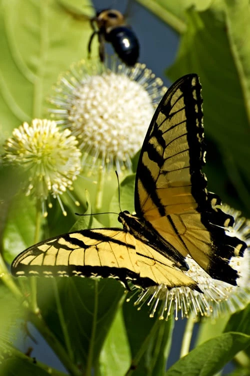 Fiber Optics Buttonbush (Cephalanthus Occidentalis 'Bailoptics') - 3 Gallon Pot - Image 3