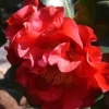 Frank Brownlee Camellia - 3 Gallon Pot
