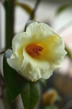 Kicho Yellow Camellia Japonica - 3 Gallon Pot