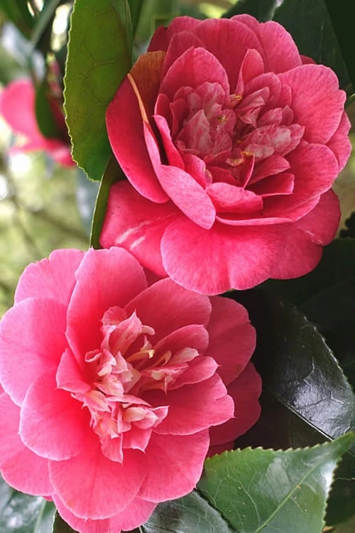 R. L. Wheeler Camellia Japonica - 7 Gallon Pot (3-4') - Image 6