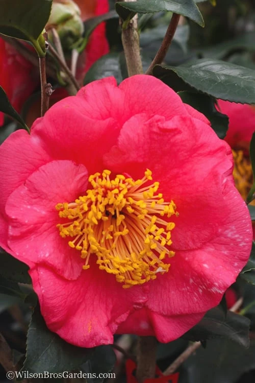 R. L. Wheeler Camellia Japonica - 7 Gallon Pot (3-4') - Image 5