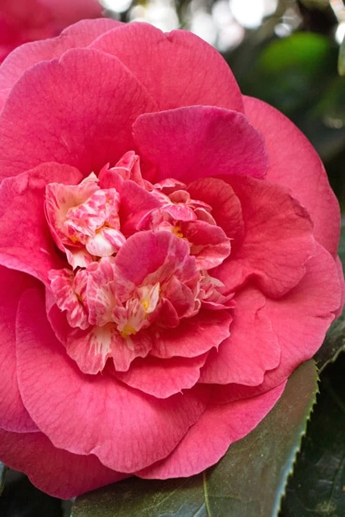 R. L. Wheeler Camellia Japonica - 7 Gallon Pot (3-4') - Image 4