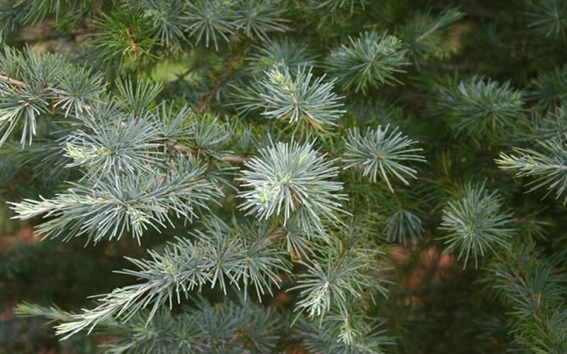 Patti Faye Deodar Cedar - 7 Gallon Pot - Image 4