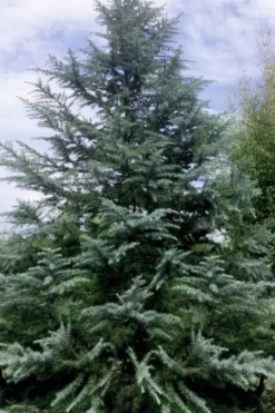 Patti Faye Deodar Cedar - 7 Gallon Pot