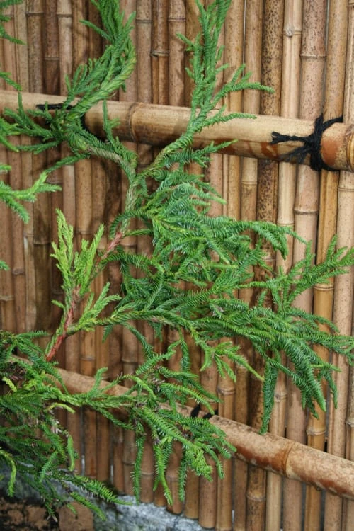 Rasen Sugi Cryptomeria Japanese Cedar - 1 Gallon Pot - Image 6