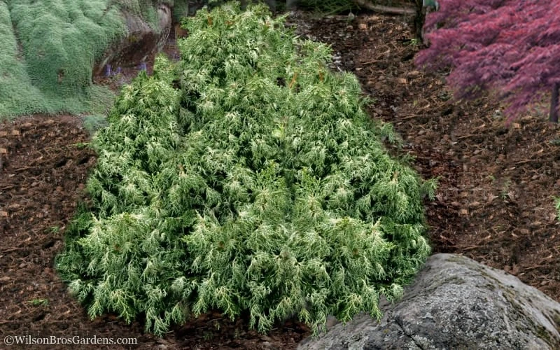 Marie's White Dwarf Hinoki Cypress - Chamaecyparis Obtusa 'Mariesii - 5 Gallon Pot - Image 4